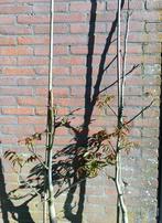 Walnootbomen: Juglans Chandler, Ophalen, 100 tot 250 cm, Walnotenboom