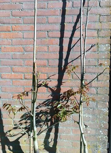 Walnootbomen: Juglans Chandler beschikbaar voor biedingen