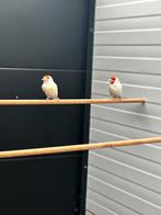 Majoor putter koppel - bonte man en agaatpastel pop, Dieren en Toebehoren, Vogels | Overige Vogels, Meerdere dieren, Wildzangvogel