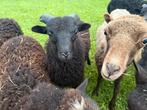 Ouessant ram lam, Dieren en Toebehoren, Schapen, Geiten en Varkens, Mannelijk, Schaap