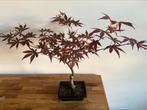 Rode Esdoorn Bonsai Acer Palmatum, Ophalen, Minder dan 100 cm