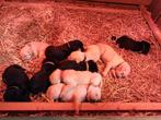 Hele mooie puppies kruising Golden retriever x Labrador, Dieren en Toebehoren, Golden retriever, Rabiës (hondsdolheid), 8 tot 15 weken