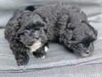 Kruising shihtzu / Toy poedel, Dieren en Toebehoren, Honden | Chihuahua's en Gezelschapshonden, Meerdere, Nederland, Fokker | Hobbymatig