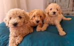Dwergpoedel/ dwerg poedel pups te koop, Dieren en Toebehoren, Poedel, Rabiës (hondsdolheid), 8 tot 15 weken, Meerdere