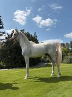 Arabier, ruin, 2 jaar, Dieren en Toebehoren, Paarden, Gechipt, Minder dan 160 cm, Ruin, 0 tot 2 jaar