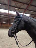 Hoofdstel presteq full, Dieren en Toebehoren, Ophalen of Verzenden, Zo goed als nieuw, Dressuur
