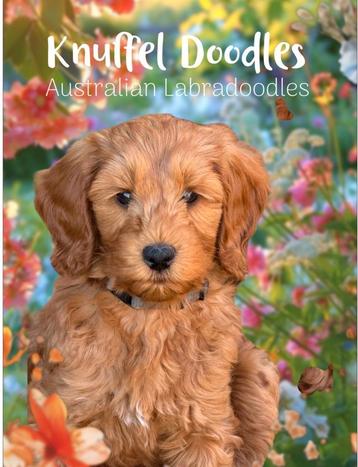 Australian Labradoodle Pups  beschikbaar voor biedingen