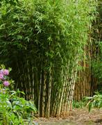 Fargesia robusta Campbell, Volle zon, Vaste plant, Bloeit niet, Ophalen