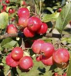 Sier appleltjes Malus Red Sentinel - Rode Sierappel, Ophalen of Verzenden, Appelboom