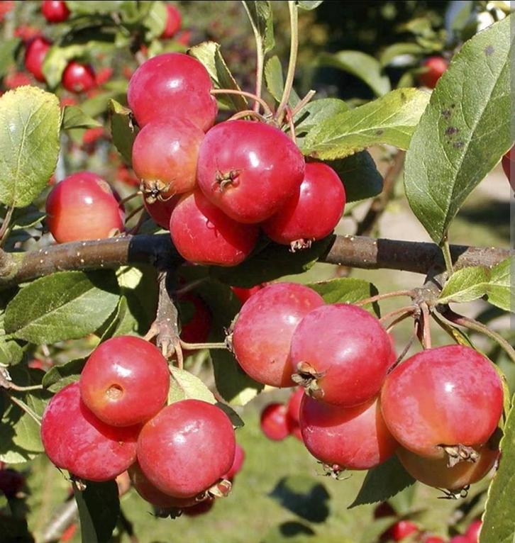 Sier appleltjes Malus Red Sentinel - Rode Sierappel, Tuin en Terras, Planten | Fruitbomen, Appelboom, Ophalen of Verzenden