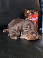 2 choc tan kaninchen teckel reutjes, Dieren en Toebehoren, Honden | Teckels en Dashonden, Kaninchen, Particulier, Rabiës (hondsdolheid)
