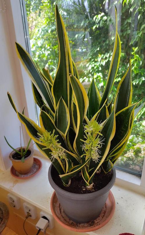 Kamerplant = Sansevieria - Vrouwentong - Geel Groen - 55cm, Huis en Inrichting, Kamerplanten, Overige soorten, Minder dan 100 cm
