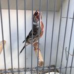 Bastaard putter mannen zie foto’s, Mannelijk, Wildzangvogel, Geringd