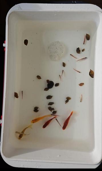 Diverse vissen te koop! beschikbaar voor biedingen