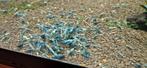 Caridina blauwe Taitibee's, Dieren en Toebehoren, Kreeft, Krab of Garnaal, Zoetwatervis, Schoolvis