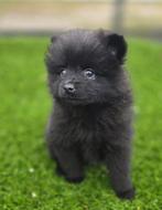 Te koop mooie merle Dwerg kees puppies (pomeriaan), Dieren en Toebehoren, Nederland, Keeshond, CDV (hondenziekte), 8 tot 15 weken