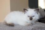 Ragdoll kittens (katertjes) met stamboom beschikbaar, Dieren en Toebehoren, Katten en Kittens | Raskatten | Langhaar, Kater, Gechipt