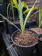 Palm zaailing  Brahea Armata., Tuin en Terras, Minder dan 100 cm, Zomer, Palmboom, Ophalen