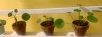 Stekjes van pannenkoeken plantje, Overige soorten, In pot, Minder dan 100 cm, Groene kamerplant