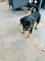 Rotweillerpups 3 mannentjes, Dieren en Toebehoren, Honden | Bulldogs, Pinschers en Molossers, Rabiës (hondsdolheid), Reu, 8 tot 15 weken