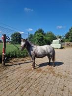 🎀 mooie, lieve shetlander 🦄, Dieren en Toebehoren, Pony's, Merrie, A pony (tot 1.17m), 3 tot 6 jaar, Ontwormd