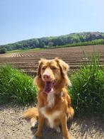 Oppas voor hond, Diensten en Vakmensen, Dieren | Honden | Verzorging, Oppas en Les