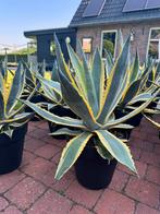 Prachtige bonte Agave Americana ‘s, Tuin en Terras, Planten | Tuinplanten, Volle zon, Vaste plant, Bloeit niet, Ophalen