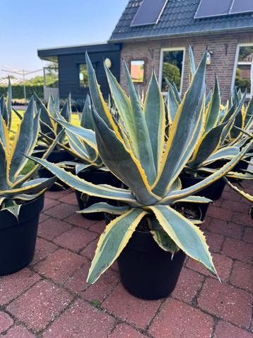 Prachtige bonte Agave Americana ‘s beschikbaar voor biedingen