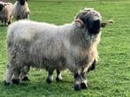 Te koop aangeboden super mooie walliser schwarznase ram dek, Mannelijk, Schaap