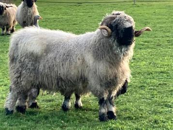 Te koop aangeboden super mooie walliser schwarznase ram dek beschikbaar voor biedingen
