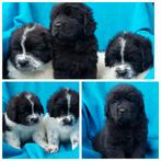 Newfoundlander pups / puppy's, Dieren en Toebehoren, CDV (hondenziekte), Meerdere, 8 tot 15 weken, Meerdere dieren