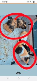 Jonge cavias, mannetjes, Dieren en Toebehoren, Knaagdieren, April, Mannelijk, Cavia