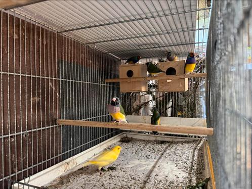 japanse nachtgaal goldamadines sjama lijster napoleon wever, Dieren en Toebehoren, Vogels | Overige Vogels, Tropenvogel, Meerdere dieren