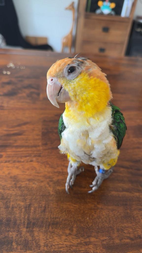 Roestkop Caique man tam, Dieren en Toebehoren, Vogels | Parkieten en Papegaaien, Papegaai, Mannelijk, Tam