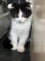 Kitten