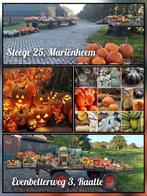 Halloweenpompoenen, Sierfruit & Kalebassen te Koop!, Ophalen
