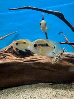 Aequidens portalegrensis - groene acara, Vis