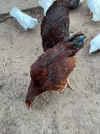 Rhode red island hanen ruilen of kopen, Dieren en Toebehoren, Pluimvee, Mannelijk, Kip