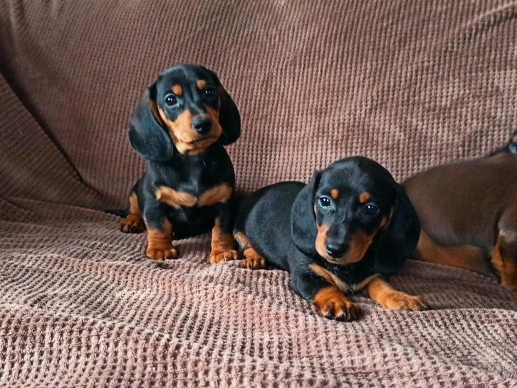 Prachtige dwerg teckel puppy's, pups, Dieren en Toebehoren, Honden | Teckels en Dashonden, Meerdere dieren, Korthaar, Dwerg, Fokker | Hobbymatig