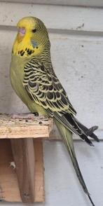 Engelse parkieten, Dieren en Toebehoren, Vogels | Parkieten en Papegaaien, Meerdere dieren, Parkiet, Geringd