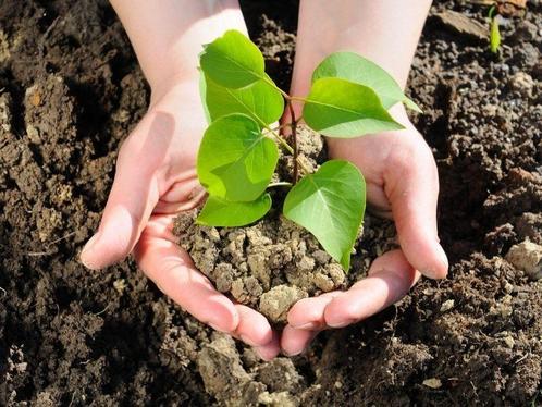 Bijna gratis tuinplanten stekjes, Tuin en Terras, Planten | Tuinplanten, Overige soorten, Volle zon, Zomer, Ophalen