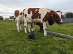 Te koop nieuwmelkte vaarzen, Dieren en Toebehoren, Vrouwelijk, 0 tot 2 jaar