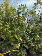 Grote laurier novita 160/170  pot gekweekt 6st  24,95 pst, Ophalen, Bloeit niet, Vaste plant, Halfschaduw