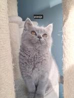 Britse korthaar kittens, Dieren en Toebehoren, Katten en Kittens | Raskatten | Korthaar