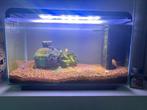 Mooi 25L aquarium met vissen en toebehoren, Dieren en Toebehoren, Ophalen, Zo goed als nieuw, Gevuld zoetwateraquarium