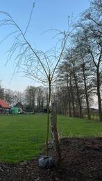 Treurwilgen te koop, Tuin en Terras, Planten | Bomen, 250 tot 400 cm, Treurboom, Ophalen of Verzenden