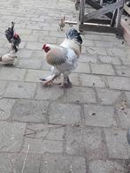 Brahma haan groot, Dieren en Toebehoren, Pluimvee, Mannelijk, Kip