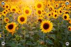 Tuinposter-Schuttingposter Zonnebloemen 150x100 cm (bxh), Verzenden, Nieuw, Info@GoodSmiling.com, Good Smiling Fotoprint