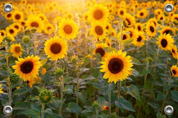 Tuinposter-Schuttingposter Zonnebloemen 150x100 cm (bxh), Tuin en Terras, Tuinwanddecoratie, Nieuw, Verzenden