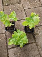 Sedum, hemelsleutel., Tuin en Terras, Planten | Tuinplanten, Ophalen, Zomer, Volle zon